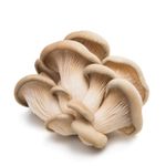 Oyster Mushroom 4kg