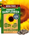 HOME GROWN Sunflower Seeds to Plant | 520+ Giant Mammoth Sunflower Seeds for Planting Bulk Packet | Heirloom, High Germination, Easy to Grow Jumbo Sun Flower Seeds for Home Garden