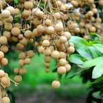 SEILOZBUNIA FARM - Dragon eye, Longan, Dimocarpus Longan Grafted fruit plant tree || For home garden fruit tree plant