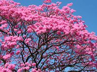 Plant Nursery Online Tabebuia avellanedae, Pink Trumpet Tree (Pack of 2) - Live Plants/Savannah Oak Tree Live Plant Tabebuia Rosea For Garden/Tabebuia Rosea For Balcony