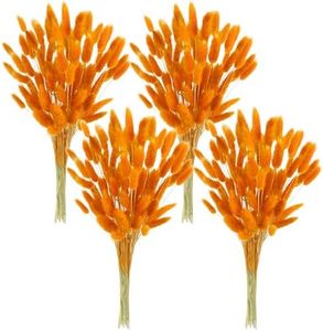 Phliofd 480 Pcs Bunny Tails Dried Flowers, Natural Dried Bunny Tails Grass Dried Lagurus Ovatus Rabbit Tail Grass for Flowers Arrangements DIY Craft Wedding Party Home Table Decor (Orange)