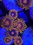 coralSLover Live Coral - Fiji Bam B