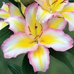 Radha Krishna Agriculture™ Imported Excellent Quality Asiatic lily Flower Bulbs for Home Outdoor Gardening Plants Flowering Bulbs (Pack Of 2)