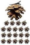 Pine Cone Christmas Decorations - S