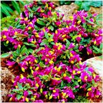 [x3] Polygala Chamaebuxus Grandiflora | Multi-Pack | Evergreen Shrubs | Pot Plants