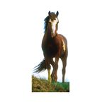 Advanced Graphics 582 Mustang Horse Life-Size Cardboard Stand-Up