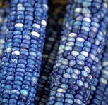 DUYZGRO® Imported Sweet Corn Seeds for Home and Kitchen Gardening Pack Of 50 Seeds (BLUE)