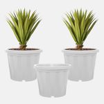 YUCCABE ITALIA SHERA Crown 10 INCH Planter Pack of 3 Nursery pots Set Plastic Planter for Plants Nursery Seedling Germination pots Flower Pots for Balcony (White)