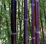 Nema Rare Black Nigra Bamboo Seeds - 50 Pcs