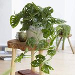 YouGarden Monstera Monkey Leaf Swiss Cheese Plant, Established Houseplant in 12cm Nusery Pot, Ready to Display