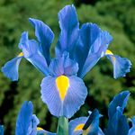 10 x Iris Hollandica Sapphire Beauty Bulbs – Brilliant Colour Shaded Blooms – Perennial – Long-Lasting Blooms for Cut Flowers – for Your Beautiful Garden