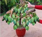 "Live All Time Grafted Mango Plant - Healthy and Fruit-Ready Tree for Your Garden Super Healthy Plant In A Pot 12 Months Fruits"