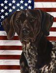 Best of Breed German Shorthair Pointer Patriotic II Garden Flags