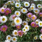 Erigeron Karvinskianus ‘Mexican Fleabane’ Perennial Daisy X 5 Plug Plants for Potting on