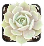 Sprout N Green 2in Echeveria Lola, 1 Pack Live Mini Succulent Plant Fully Rooted in Pot, Real House Plant for Indoor Outdoor Home Office Wedding Decoration DIY Projects Party Favor