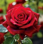 Carbeth Plants - Rose Bush 'Pride of England' in 3L Pot - Patriotic Red Rose for The Garden - Ready to Plant