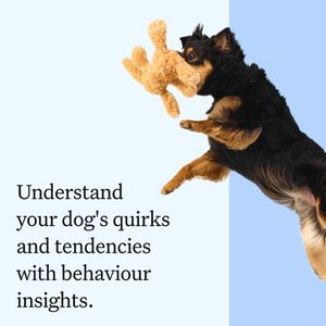 Wisdom Panel Dog DNA Test – Breed & Health Screening Kit