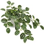 DILATATA Fake Plants, 20 Inch Artificial Peperomia Watermelon Plant Faux Greenery Potted Vine in Ceramic Pot for Home Bedroom Office Table Shef Indoor Outdoor Decor - Style 4