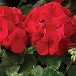 Maverick F1 Series Geranium Flower Garden Seeds - Scarlet - 100 Seeds - Annual Flower Gardening Seed - Pelargonium x hortorum