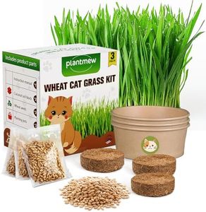 Cat Grass 