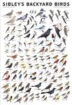 Picture Peddler Laminated Sibley's Backyard Birds of Eastern North America Cardinal Eastern Blubird Purple Martin 24x36