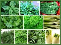 Herbal Garden Seeds Collection-Basil, Celery, Chives, Coriander, Parsley, Drumsticks, Dill, Lovage, Rocket and Fennel Seeds (avg40+ Seeds) by Seedscare India