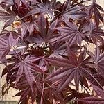 Acer Palmatum Bloodgood 70/80cm Tal