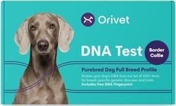 ORIVET Dog DNA Test Kit - Border Collie Full Breed Profile | Puppy Testing Against 250 Medical Health Risks & Traits | Genetic Fingerprint & Wellness Plan | at Home Cheek Swab