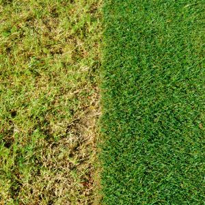 Miracle-Gro 4-in-1 Lawn Treatment – Weed, Feed & Moss Control