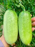 Japanese Cucumber Seeds