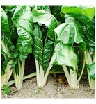 Premier Seeds Direct Swiss Chard - FORDHOOK Giant - 200 Seeds