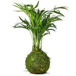 Tranquil Plants Home Decor Palm Bonsai Tree Indoor Plant Embedded in Green Moss Ball for Bedroom - The Green Moss Ball - Japanese Zen Gardens and Bonsai Gardening Gift Indoor Plant 25cm