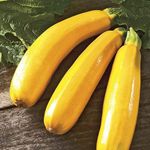 M-Tech Gardens Rare Hybrid Zucchini " Golden Dawn " Exotic 10 Vegetable Seeds for Growing