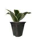 FURNZILLA Sansevieria Golden Hahnii Snake AIR PURIFYING Plant with Pot