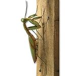 Bits and Pieces - Praying Mantis Tr