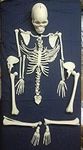 FZN Dis-articulated Human Skeleton Anatomical Model 5 Feet