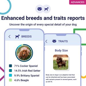 Koko Genetics Dog DNA Test – Breed Identification & Health Screening