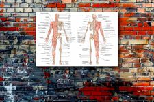 Tamatina Wall Posters | Educational Posters | Biology | Anatomy | Hospitals | Study | School | College | Laminated | Tearproof |Size-45X30 cms.a5459