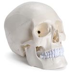 faruijie Human Skull Anatomical Model - Life Size Adult Human Anatomy Head Skeleton Model Skull Model with Removable Jaw