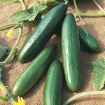 Miniature Cucumber Vegetable Seeds Grow Your Own Small Crops for Garden Greenhouse or Indoor Growing (La) Diva Approx 10 Seeds 1x Finished Packet