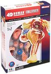 Fame Master Famemaster 4D-Vision Human Female Reproductive Anatomy Model