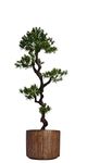 Laura Ashley VHX122202 Yacca Tree Planter, 53"