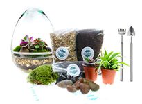 Glass Egg Closed Terrarium Kit with Two Real Plants, Cushion Moss and Tool Set