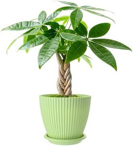 Money Tree Live Plants, 12-inch Tall Bonsai, Easy to Grow Houseplant, Indoor Bonsai Tree Potting in Plastic Pot with Soil, Home Office Decor, Birthday Housewarming Gift