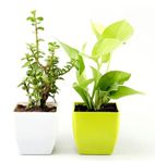 JESAA GREENS Combo of Golden Money Pothos, Good Luck Jade Plant with Pots | Air Purifier | Live Plants For Living Room, Kitchen, Bedroom, & Office Table | Set of 2