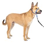 PetSafe Gentle Leader No-Pull Dog Headcollar - The Ultimate Solution to Pulling - Redirects Your Dog's Pulling for Easier Walks - Helps You Regain Control - Medium, Royal Blue