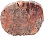 Amogeeli Natural Petrified Wood Sli