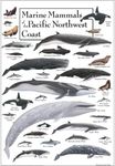 Marine Mammals of the Pacific North