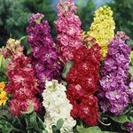 Outsidepride 1000 Seeds Annual Matthiola Stock Flower Seed Mix for Planting