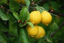 Creative Farmer Live Plant Lemon Hybrid All Season Garden Plant(1 Healthy Live Plant)_PLANT-53-LEMON126ll@